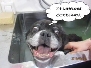 スパ中笑顔ミックス犬