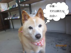 きょとん柴犬