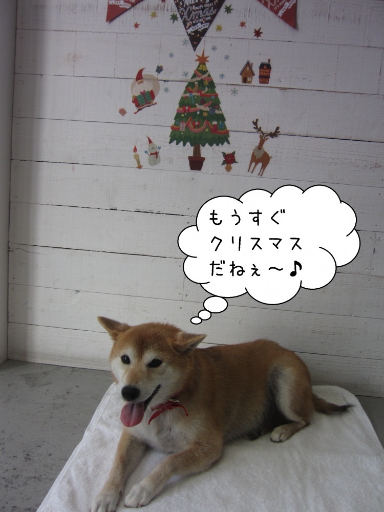 クリスマス笑顔柴犬