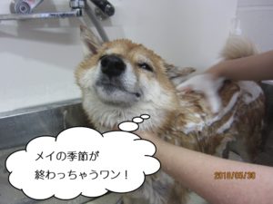 シャンプー中柴犬