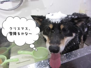 シャンプー中黒柴犬