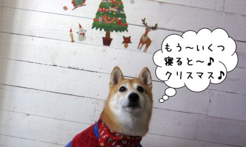 クリスマスのんびり柴犬