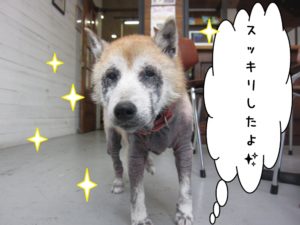 おすまし柴犬