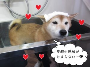 スパ中柴犬