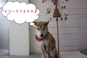 クリスマス柴犬