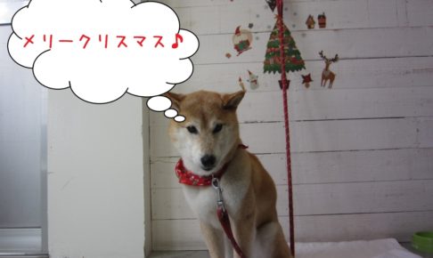 クリスマス柴犬