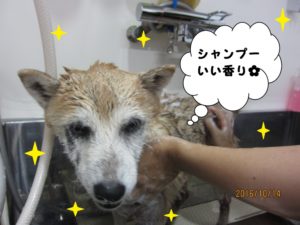 シャンプー中柴犬