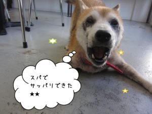 施術後柴犬