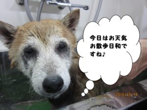 シャンプー中柴犬