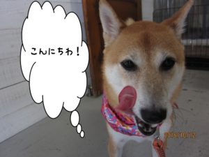 舌ペロ柴犬