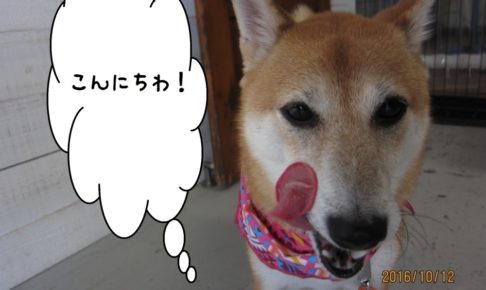 舌ペロ柴犬