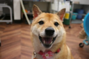 笑顔柴犬