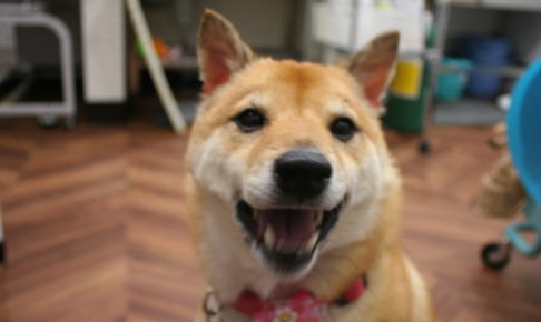 笑顔柴犬
